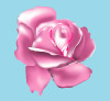 Rose - Adobe Illustrator graphic